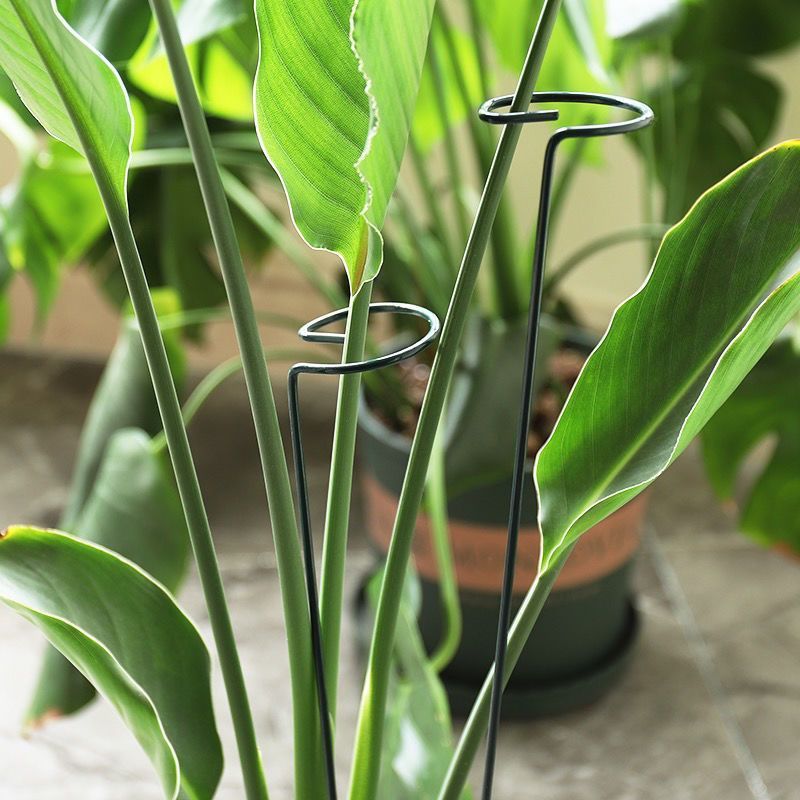 1/10pcs Garden Support Stake R - Plant Parent Tools ulasan dan harga