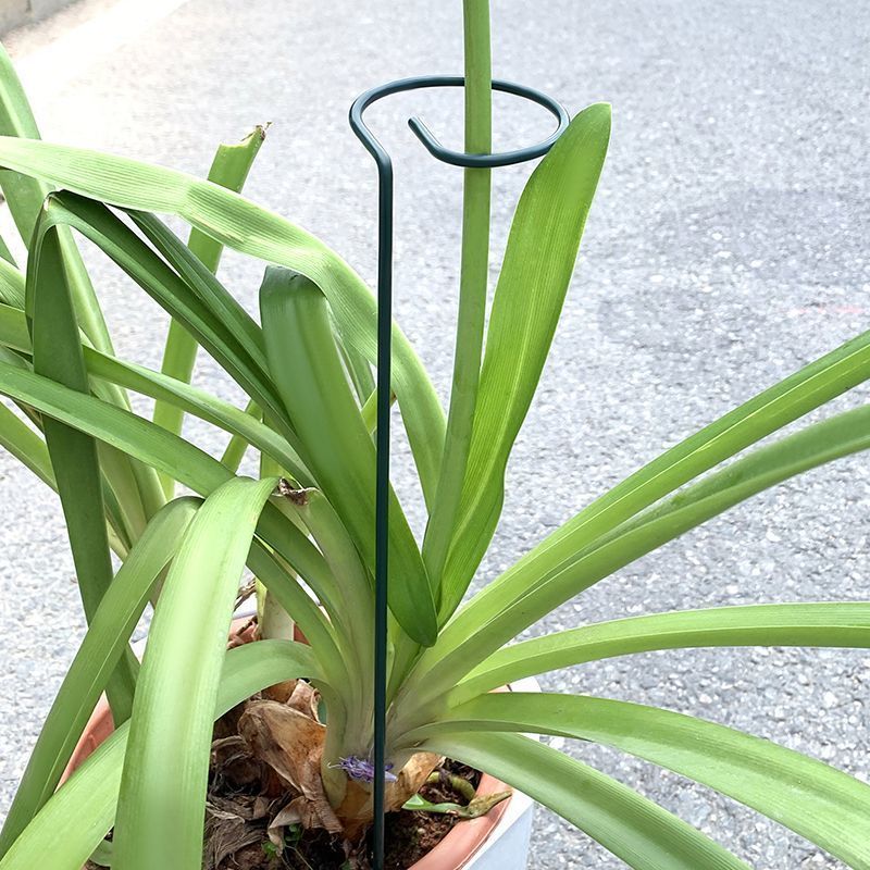 1-10pcs Metal Single Stem Plan - Plant Parent Tools ulasan dan harga